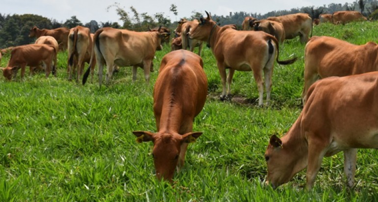 Bisnis Sapi Bercuan Cocok Bagi Kamu Yang Tinggal Di Pedesaan