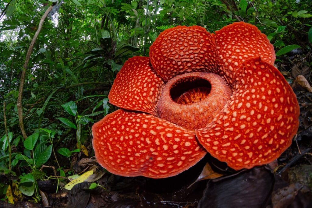 Bunga Rafflesia