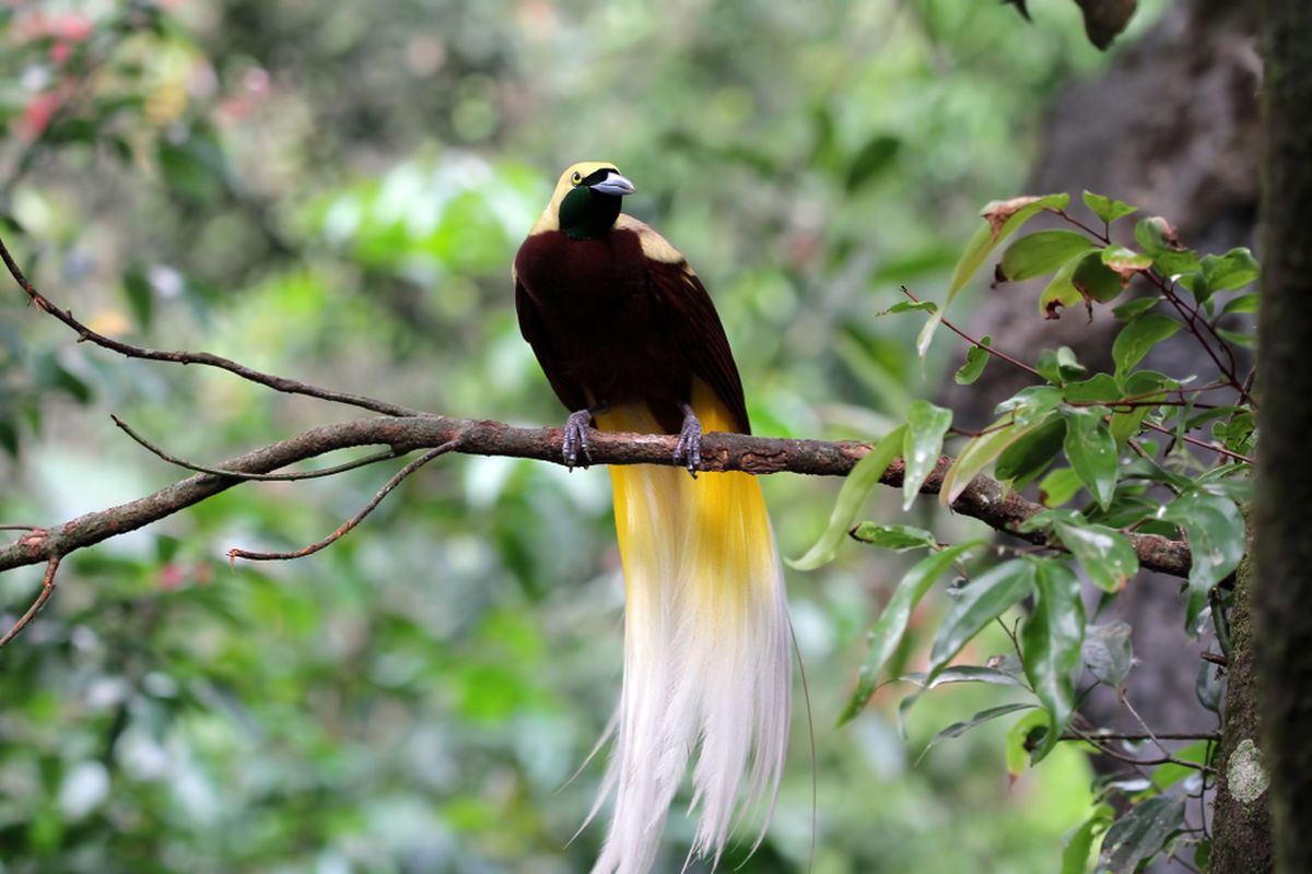 Burung Cendrawasih Di Sebut Sebagai Burung Surga