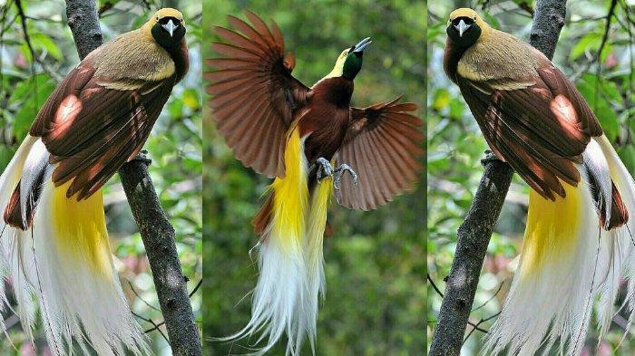 Burung Cendrawasih Keindahan Terbang Yang Di Lindungi