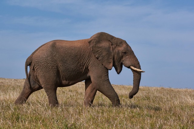 Filosofi Gajah Yang Bisa Kamu Simak