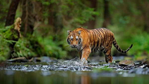 Harimau Sumatera