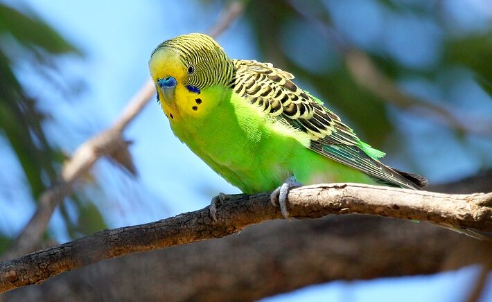 Hobi Burung Parkit Masih Populer Di Kalangan Pecinta Burung