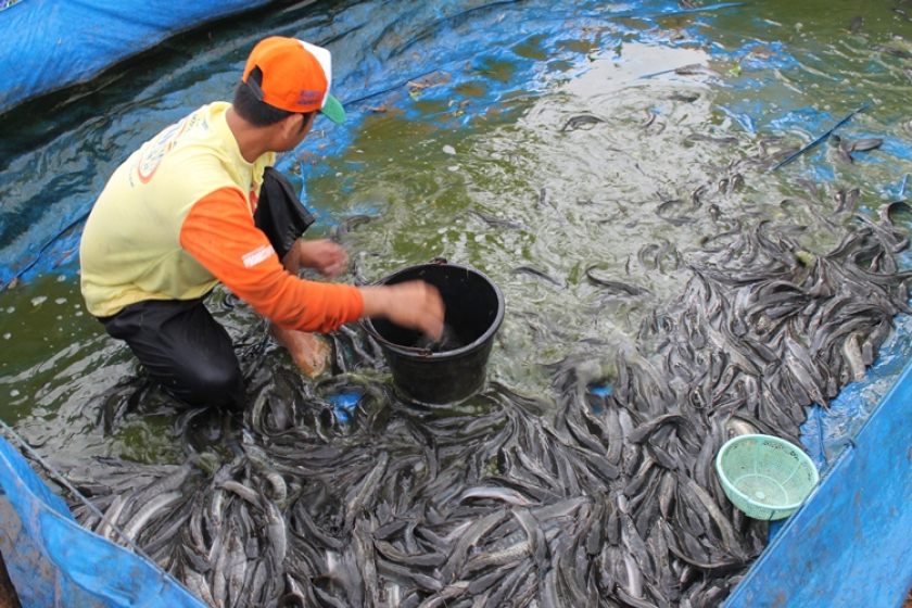 Ikan Lele Mengembangkan Bisnis Yang Berkelanjutan