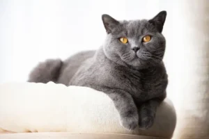 Kucing British Shorthair Memiliki Daya Tarik Minat Selera Berkelas