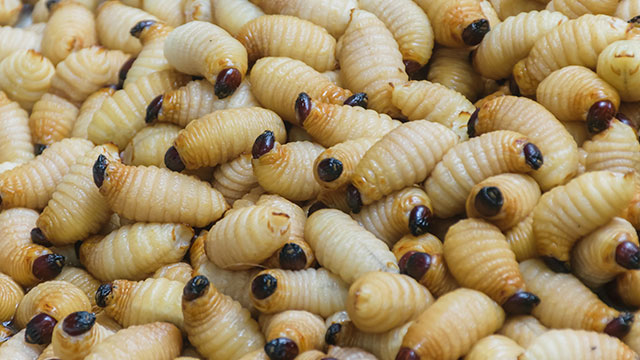 Larva Ulat Sagu