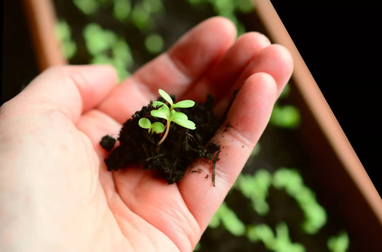 Media Tanam Berkualitas Tinggi Menurut Gardener