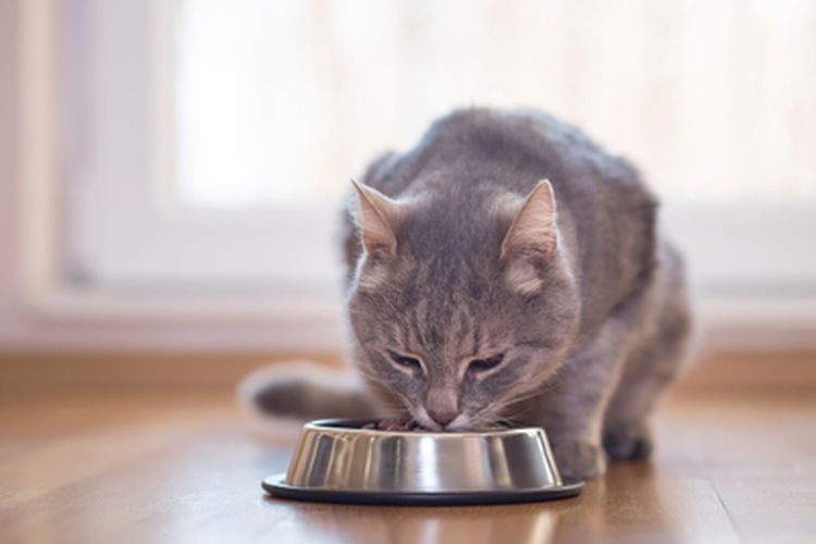 Memilih Makanan Kucing Terbaik Yang Sehat Dan Bergizi