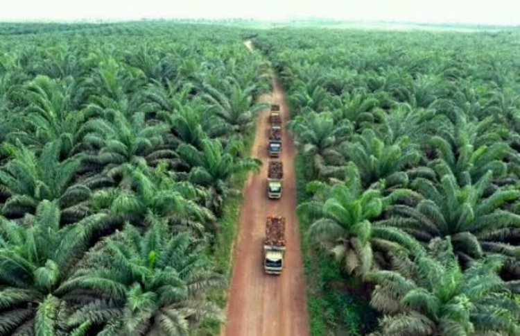 Perkebunan Kelapa Sawit Di Indonesia