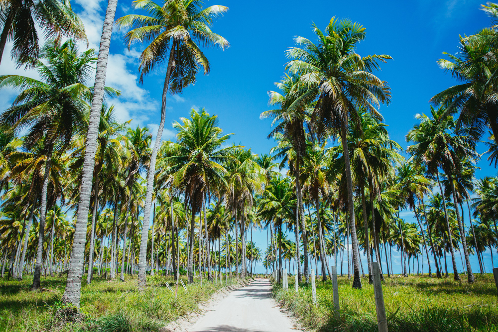 Pohon Kelapa