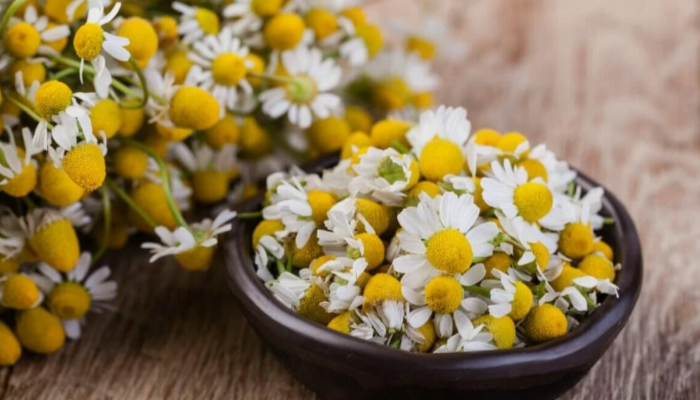 Chamomile Tanaman Herbal Yang Memiliki Potensial Bisnis