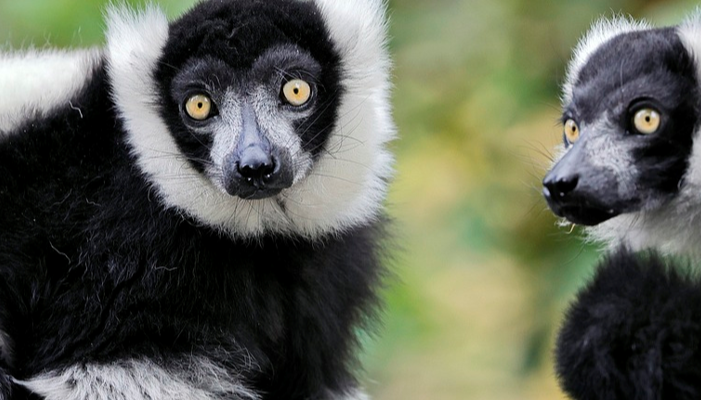 Spesies Lemur Yang Hanya Ada Di Pulau Madagaskar