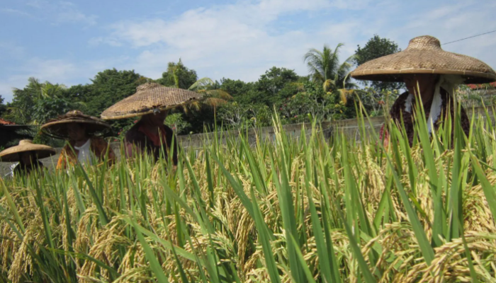 Pangan Di Indonesia Sebagai Cadangan Makanan Di Masa Depan