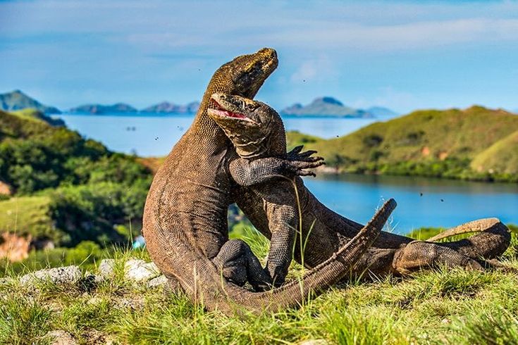 Pulau Komodo Destinasi Wisata Yang Bisa Anda Kunjungi