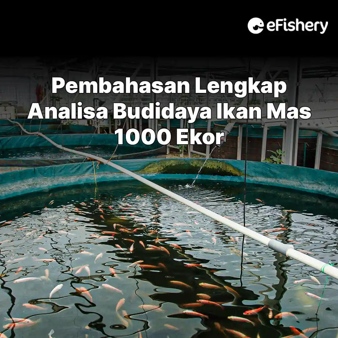 Bisnis Ikan Mas Mempunyai Potensi Penjualan Yang Sangat Masif