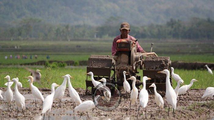 Aktivitas Di Desa Wisata Ketingan Sleman