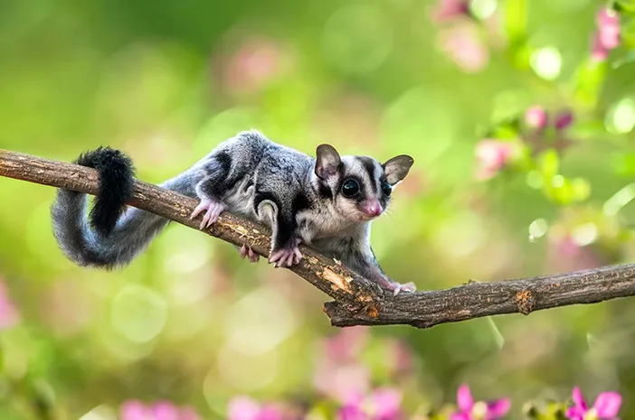 Keunikan Dari Hewan Glider Yang Begitu Lucu