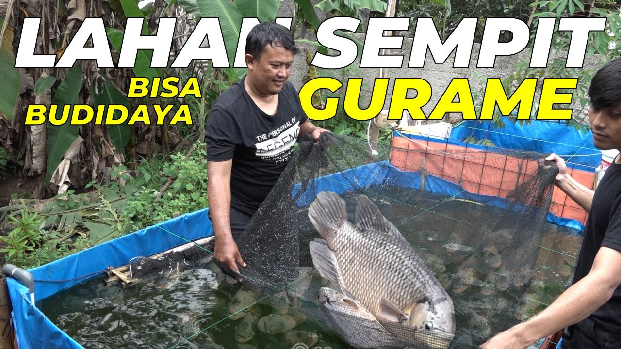 Bisnis Gurame