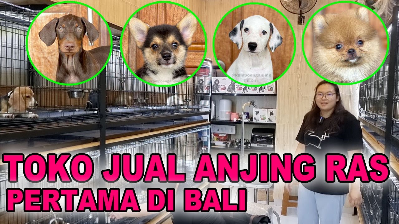 Bisnis Anjing Salah Satu Pilihan Alternatif Untuk Menambah Cuan