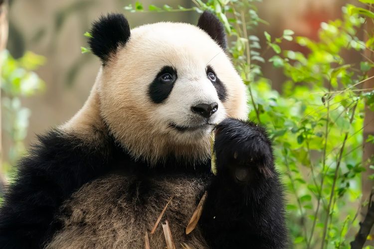 Hewan Panda Merupakan Jenis Pemakan Bambu