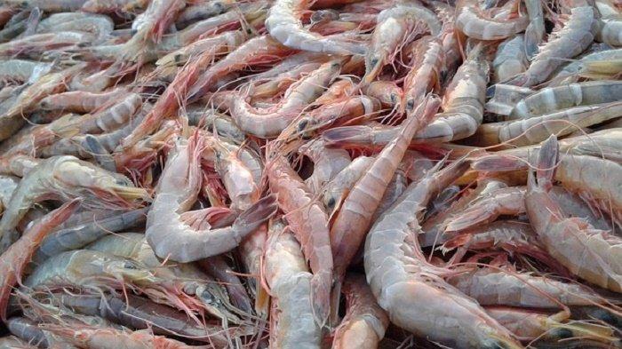 Udang Apakah Mengangung Kolestrol Tinggi