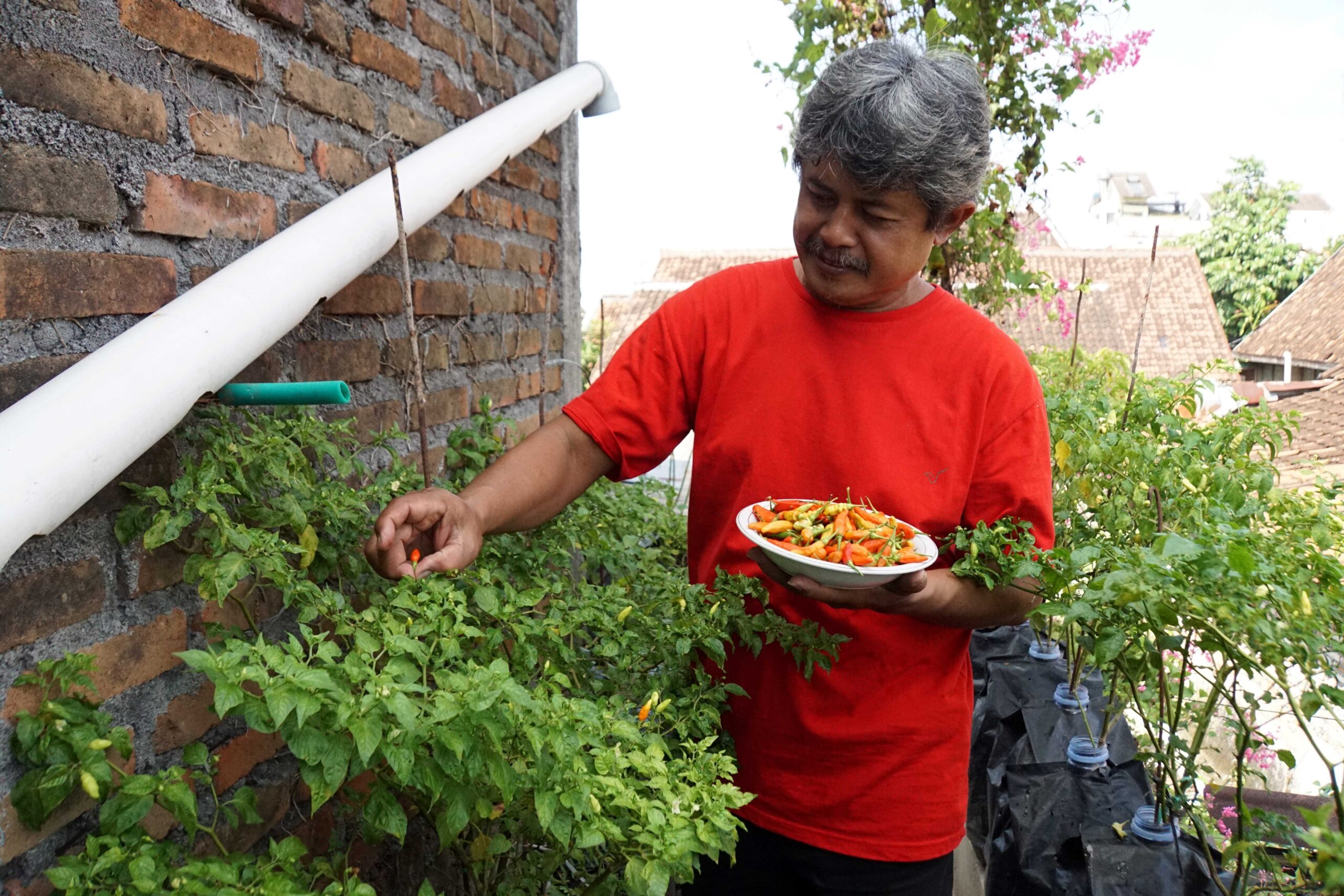 Berkebun Cabe Di Rumah Jadi Kegiatan Mengisi Waktu Luang