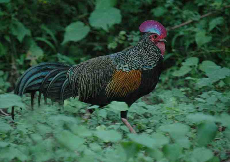 Ayam Hutan Hijau