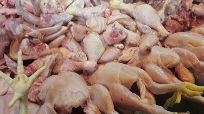 Mengkonsumsi Ayam Tiren Memberikan Dampak Negatif