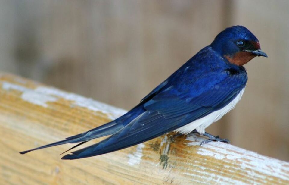 Burung Walet Membedah Keindahan Dan Manfaat