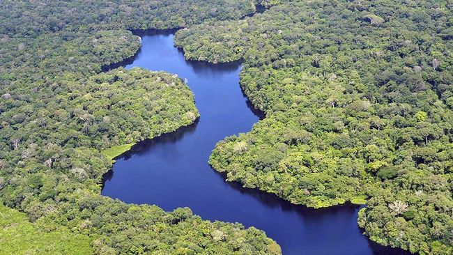 Keajaiban Sungai Amazon Jantung Hutan Hujan Dunia