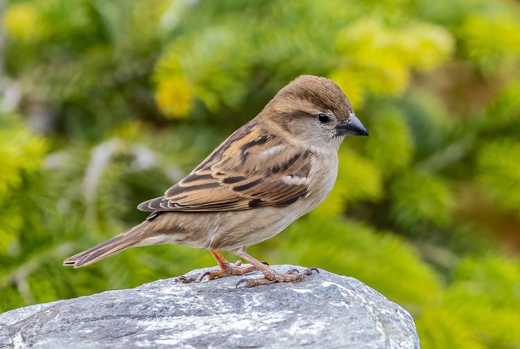 Keunikan Burung Gereja Yang Wajib Kamu Ketahui