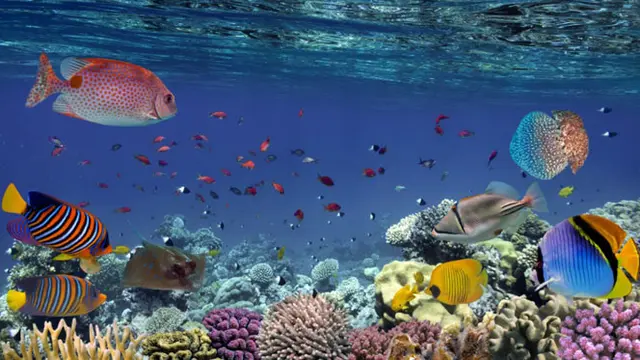 Laut Terindah Yang Ada Di Tanah Air