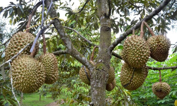 Menggoda Lidah Dengan Kelezatan Durian Montong