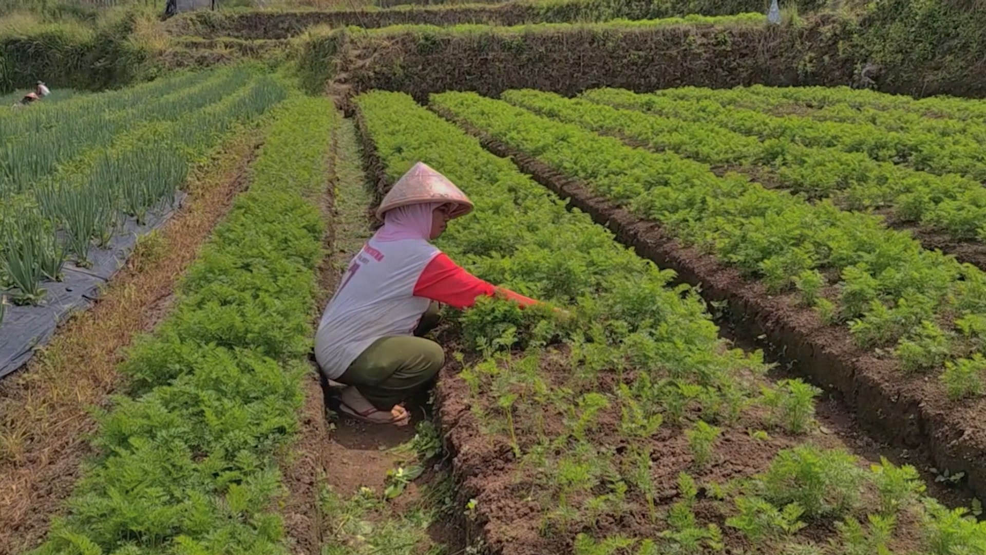 Petani Wortel Memberikan Peran Penting Dalam Industri Pertanian