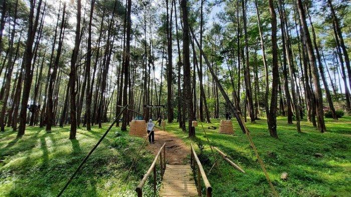 Pohon Pinus, Kecantikan Alam Abadi Dan Peran Ekologisnya