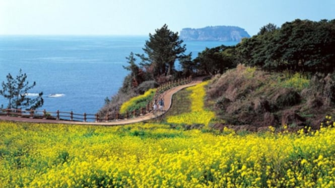 Pulau Jeju Permata Tersembunyi Korea Selatan