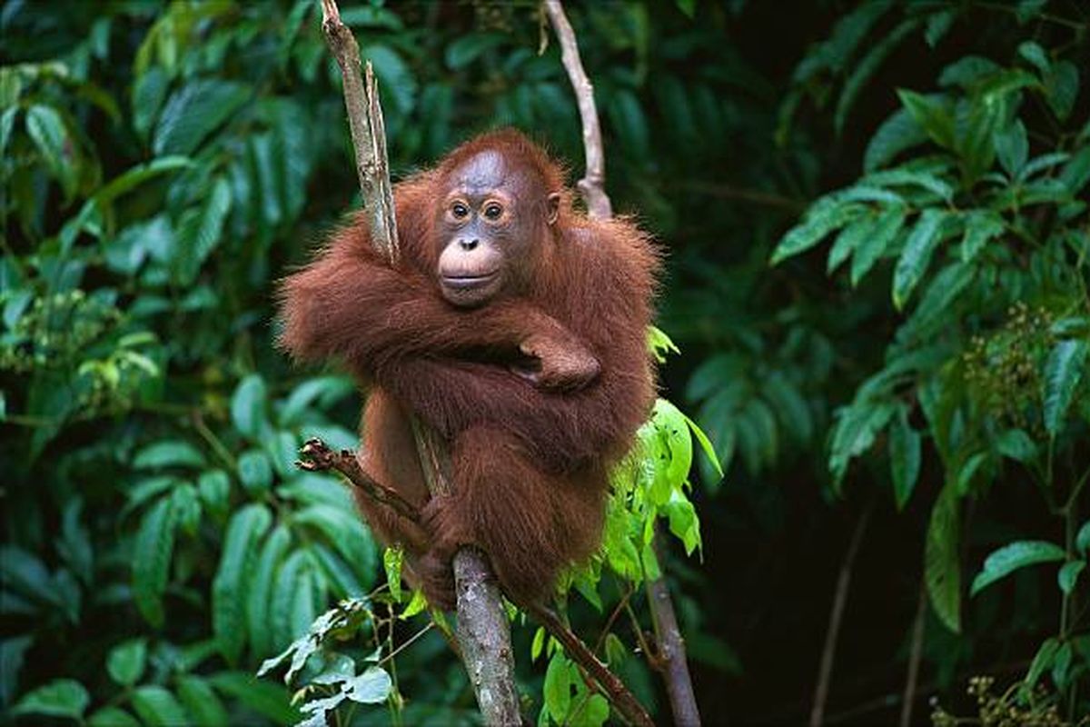 Satwa Orang Utan Primata Terbesar Yang Harus Di Lindungi