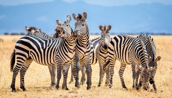 Zebra Ternyata Memiliki Fakta Menarik Yang Tidak Diketahui