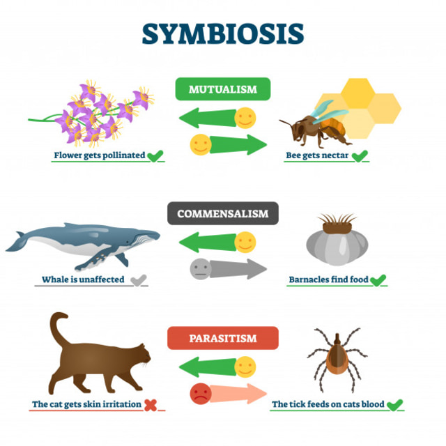 Symbiosis Sempurna