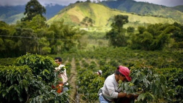 Perkebunan Kopi Aceh Memiliki Varietas Kopi Terbaik Dan Terkenal