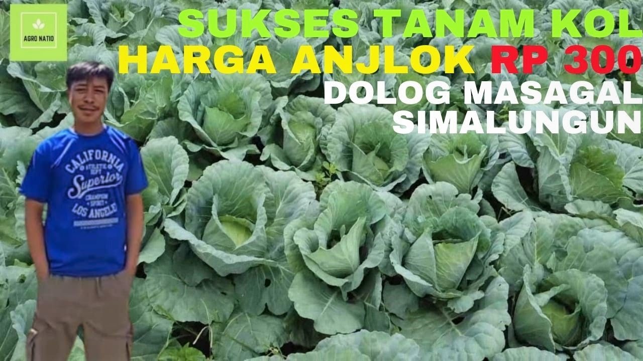 Petani Kubis Menghasilkan Puluhan Juta Pertahun, Yuk Coba!