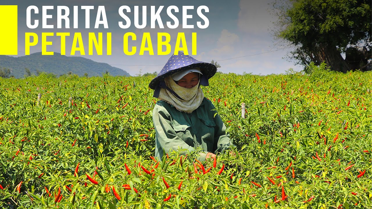 Petani Cabai Alternatif Pekerjaan Yang Menajdikanmu Boss Muda