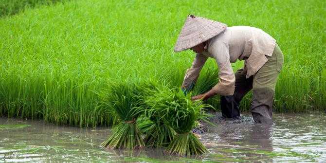 Profesi Petani Padi