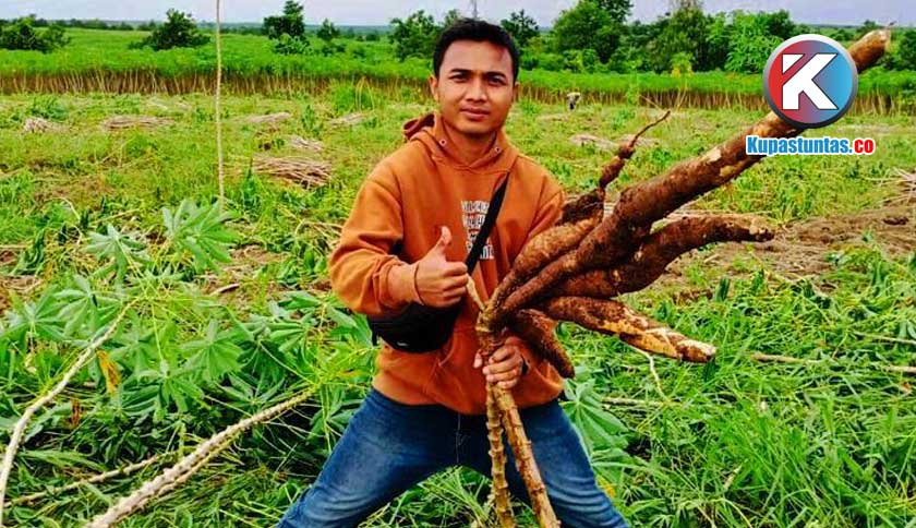 Petani Singkong Alternatif Usaha Yang Bisa Di Lakukan Dirumah