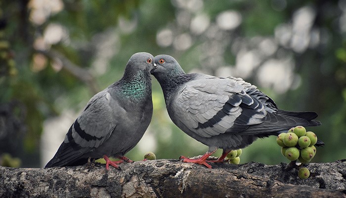 Burung Merpati Mengandung Banyak Filosofi, Ketahui Yuk!