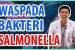 Waspada Terhadap Bakteri Salmonella
