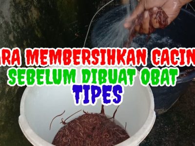 Rebusan Cacing Tanah