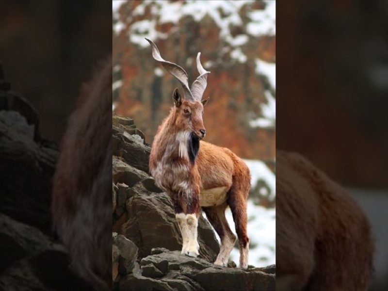 Kambing Liar Markhor