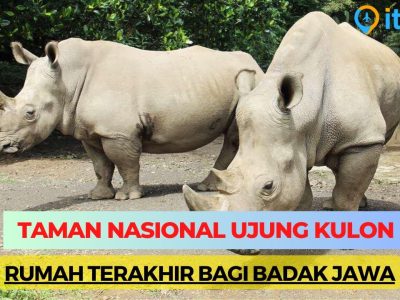 Taman Nasional Ujung Kulon: Surga Konservasi Dari Badak Jawa