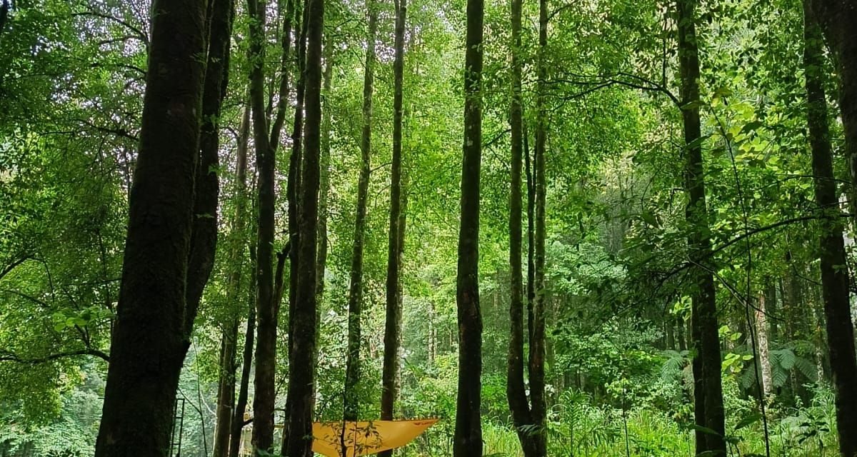 Bali, Syahdunya Minum Secangkir Kopi Di Hutan Pegunungan